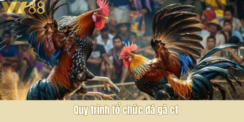 Quy trình tổ chức đá gà c1
