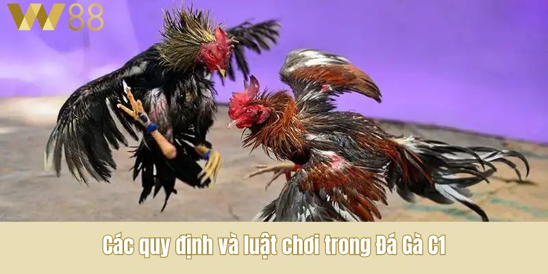 Các quy định và luật chơi trong Đá Gà C1
