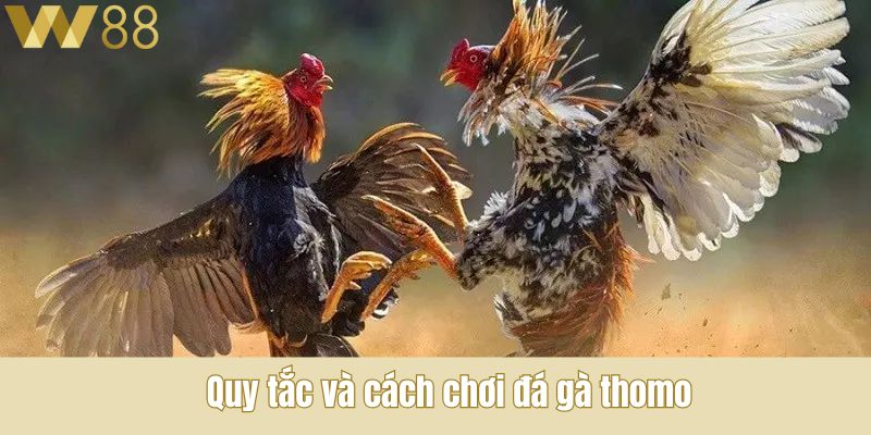 Quy tắc và cách chơi đá gà thomo